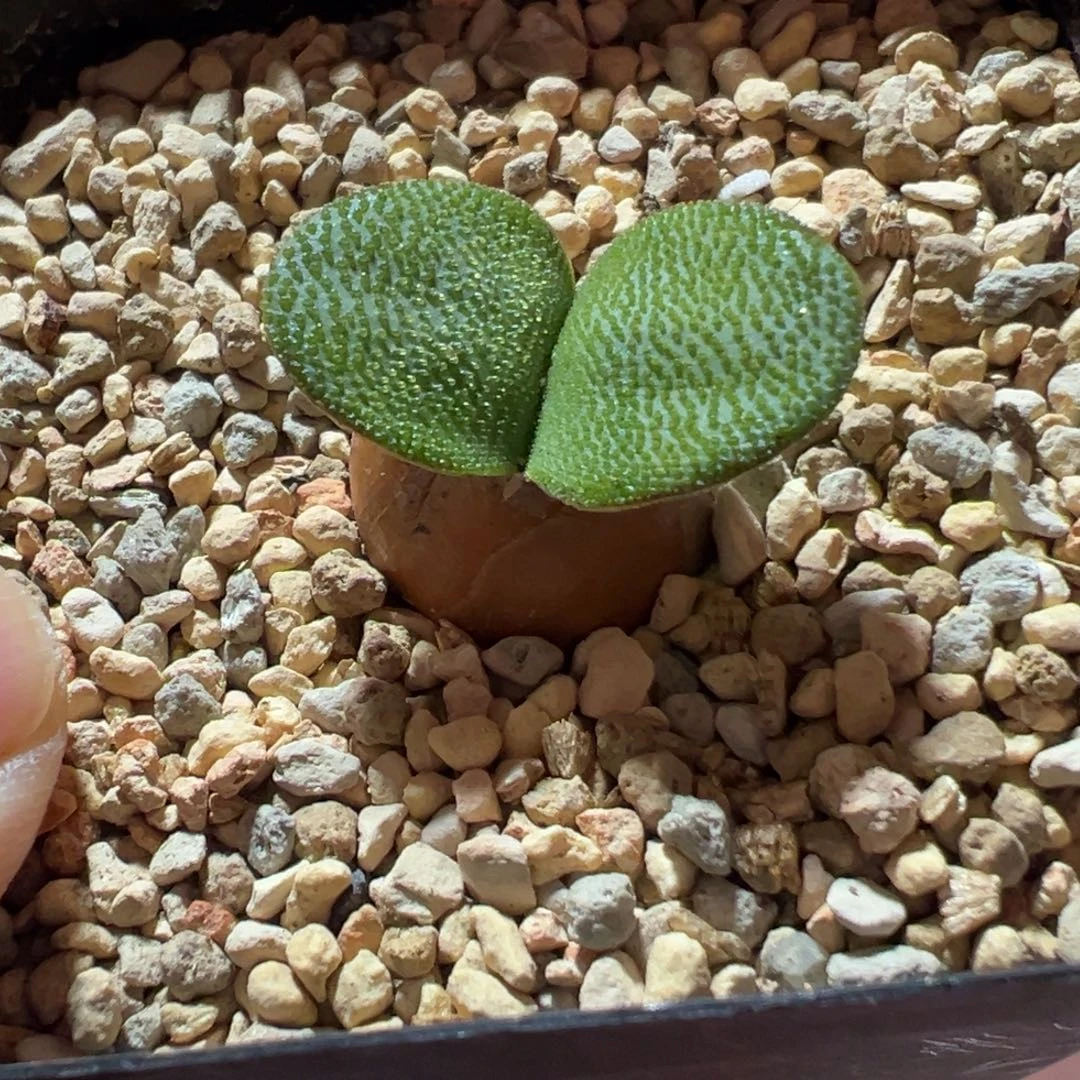刚唑登台百合，一物一拍