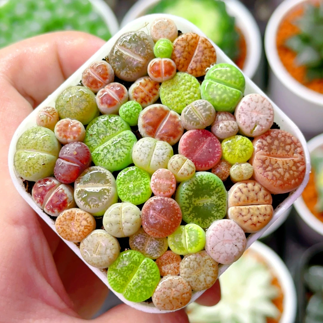 彩拼生石花 带白盆（满16包邮） 种植好原盆土发货 实物品相多肉