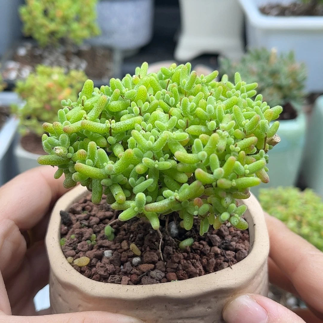18蜜桔带盆优选枝干番杏