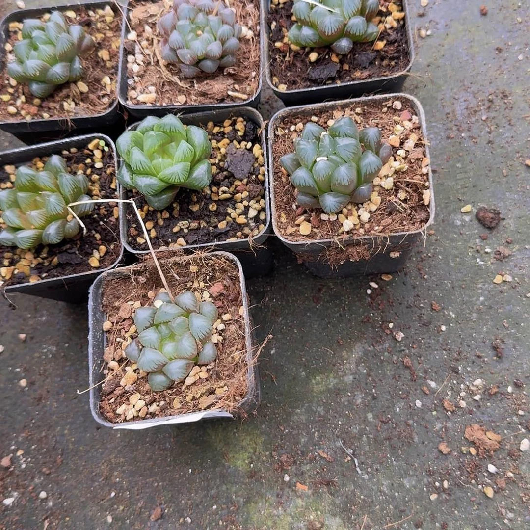 直播福利一物一拍221