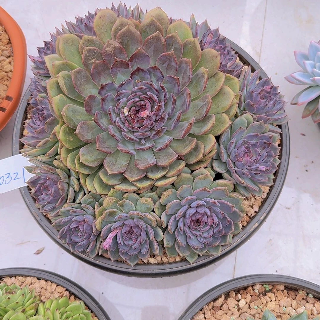 0321蓝色妖姬多肉植物