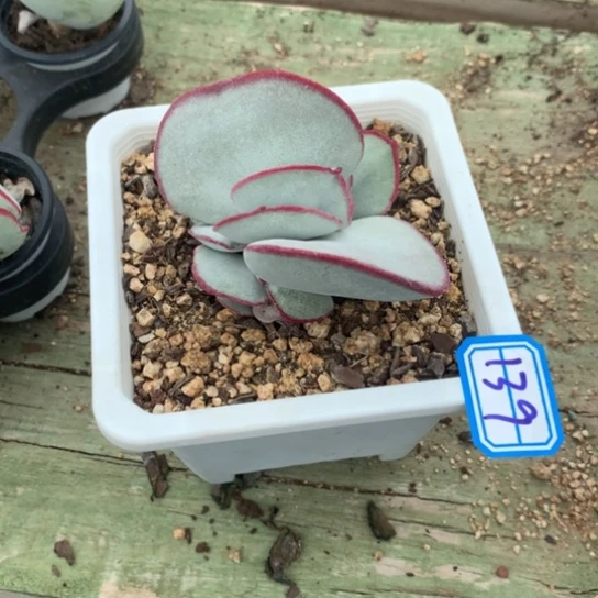 林***谢一物一批白眉欧肉139