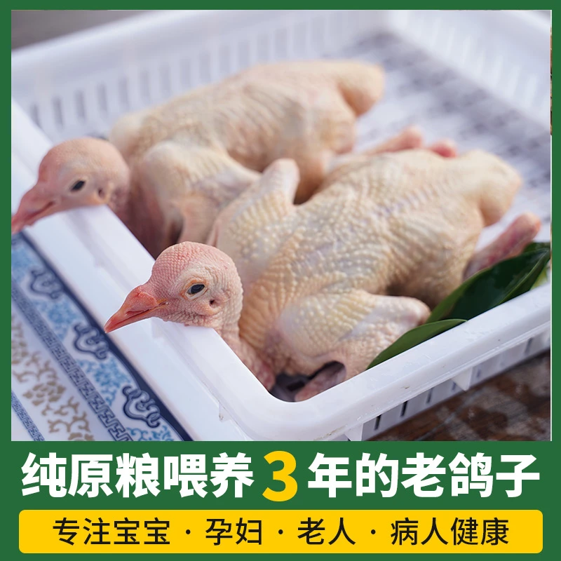 君洲3年以上老鸽经年老鸽370g/只