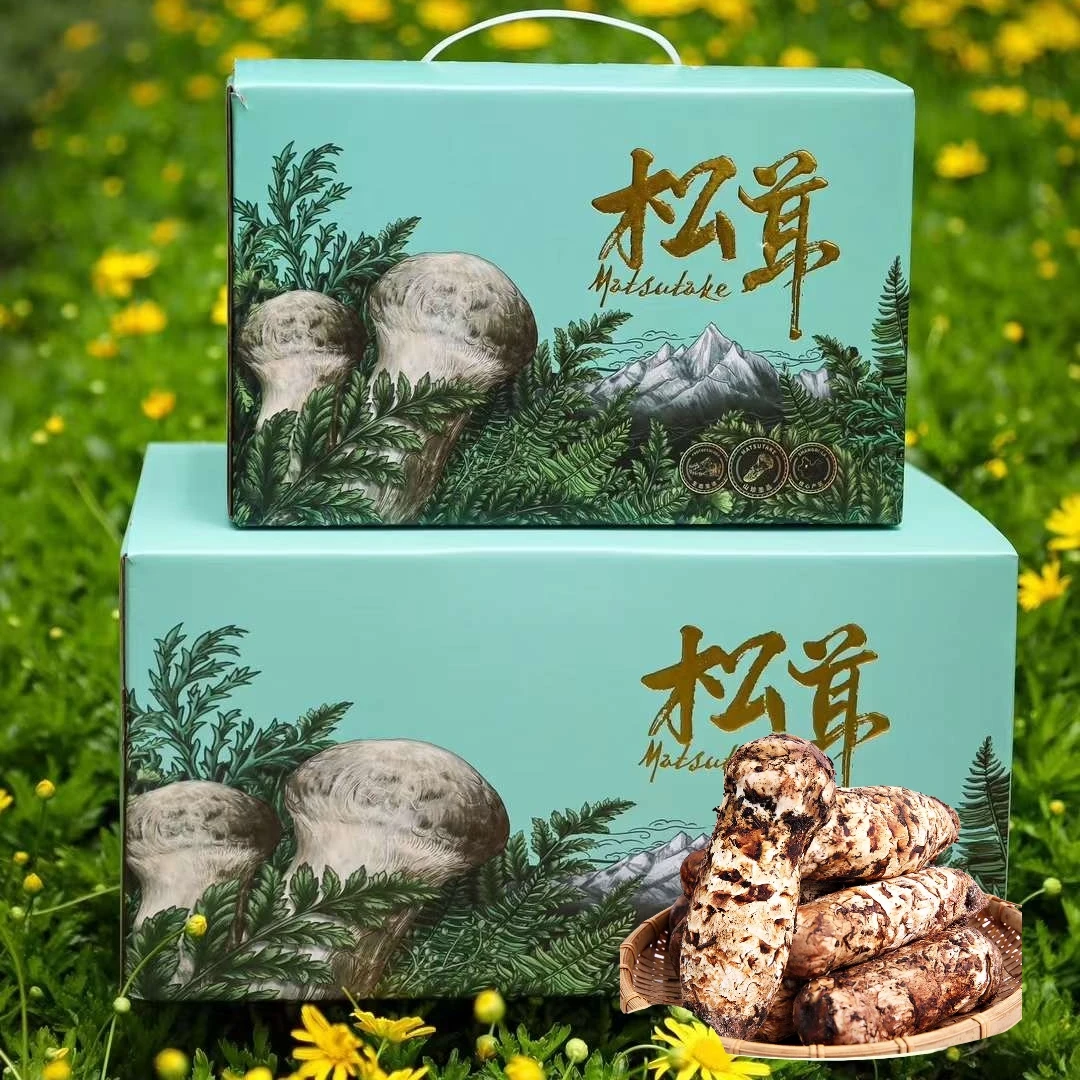 云南香格里拉深山现采鲜松茸菌菇礼盒不开伞特产送礼佳品佳节新鲜