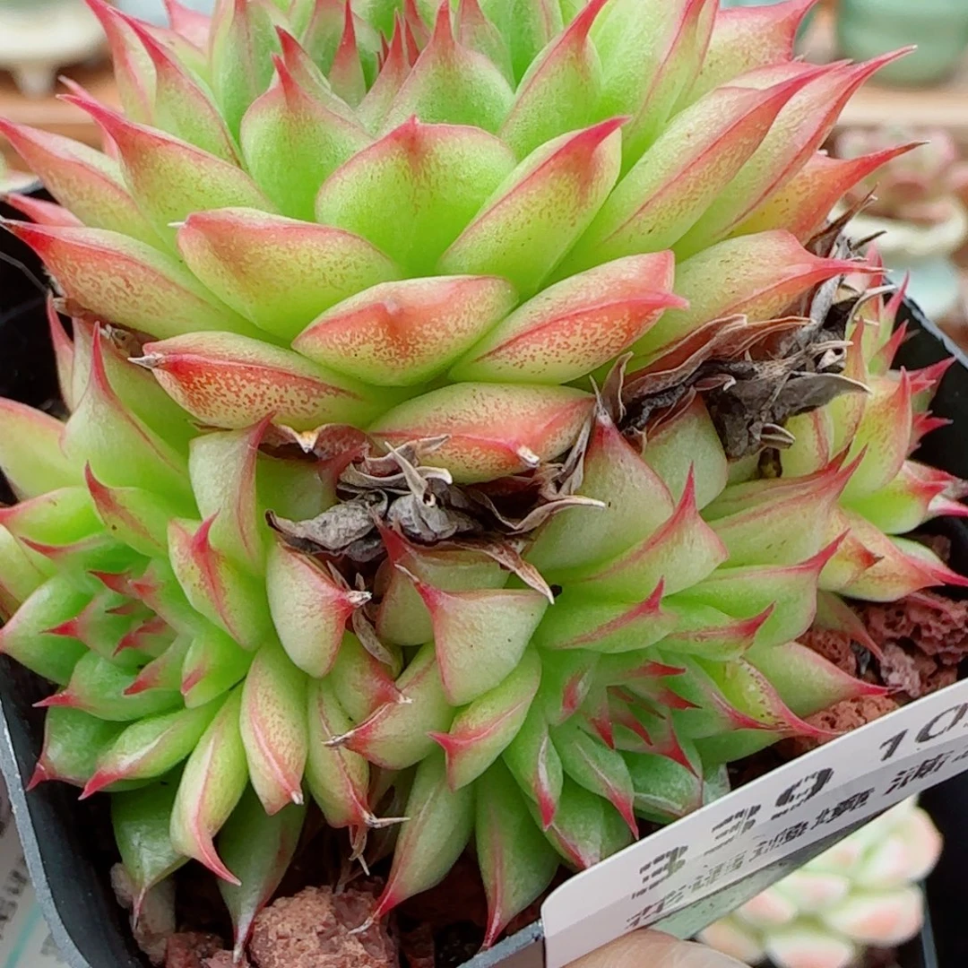 花语逸镜1013-339海王散