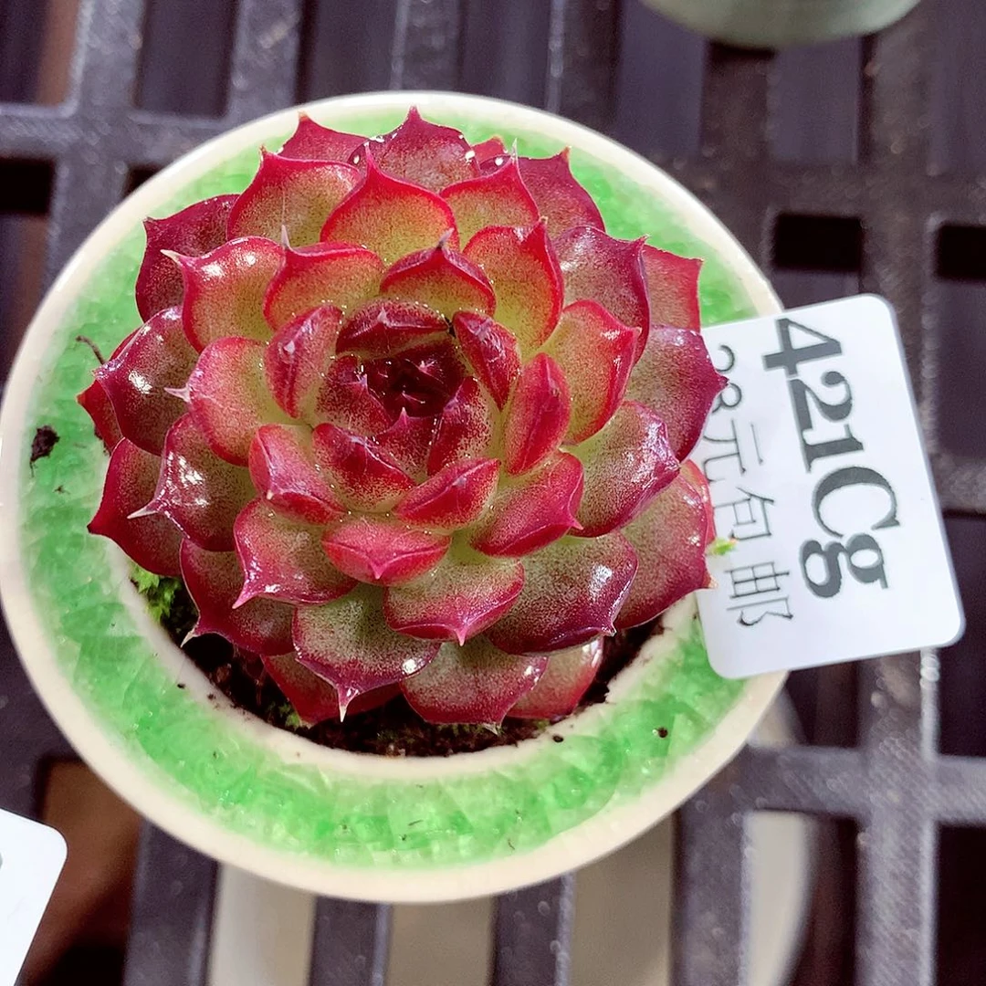 5厘米盆精控多肉421