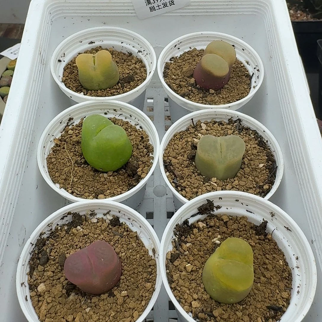 奶***酪580多肉哈哈哈哈哈哈