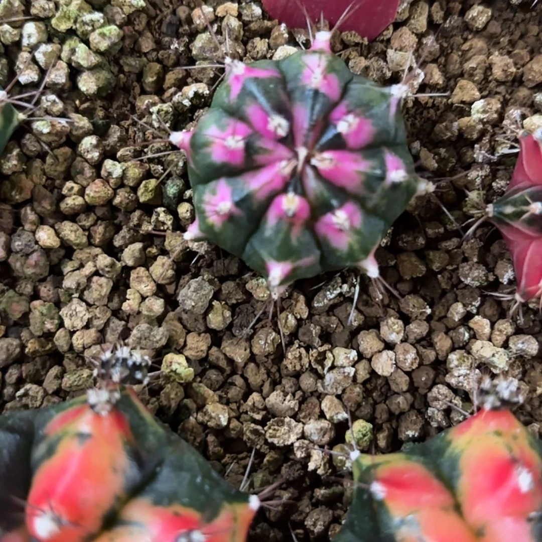 279-1119泰国发货多肉