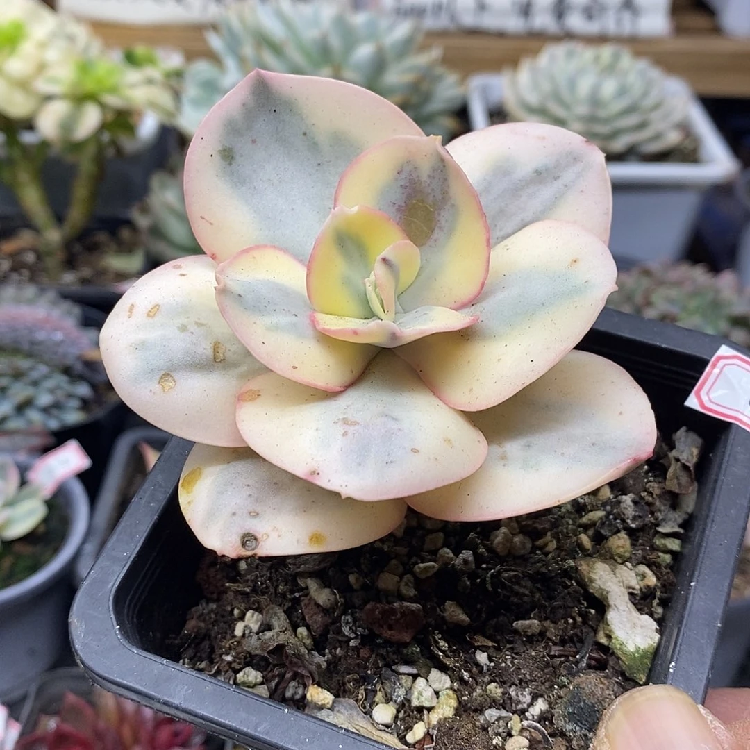 1169 白娘子覆轮锦