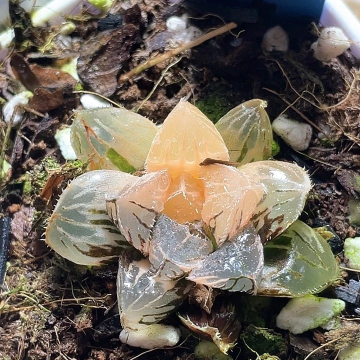 968粉黛锦一物一拍