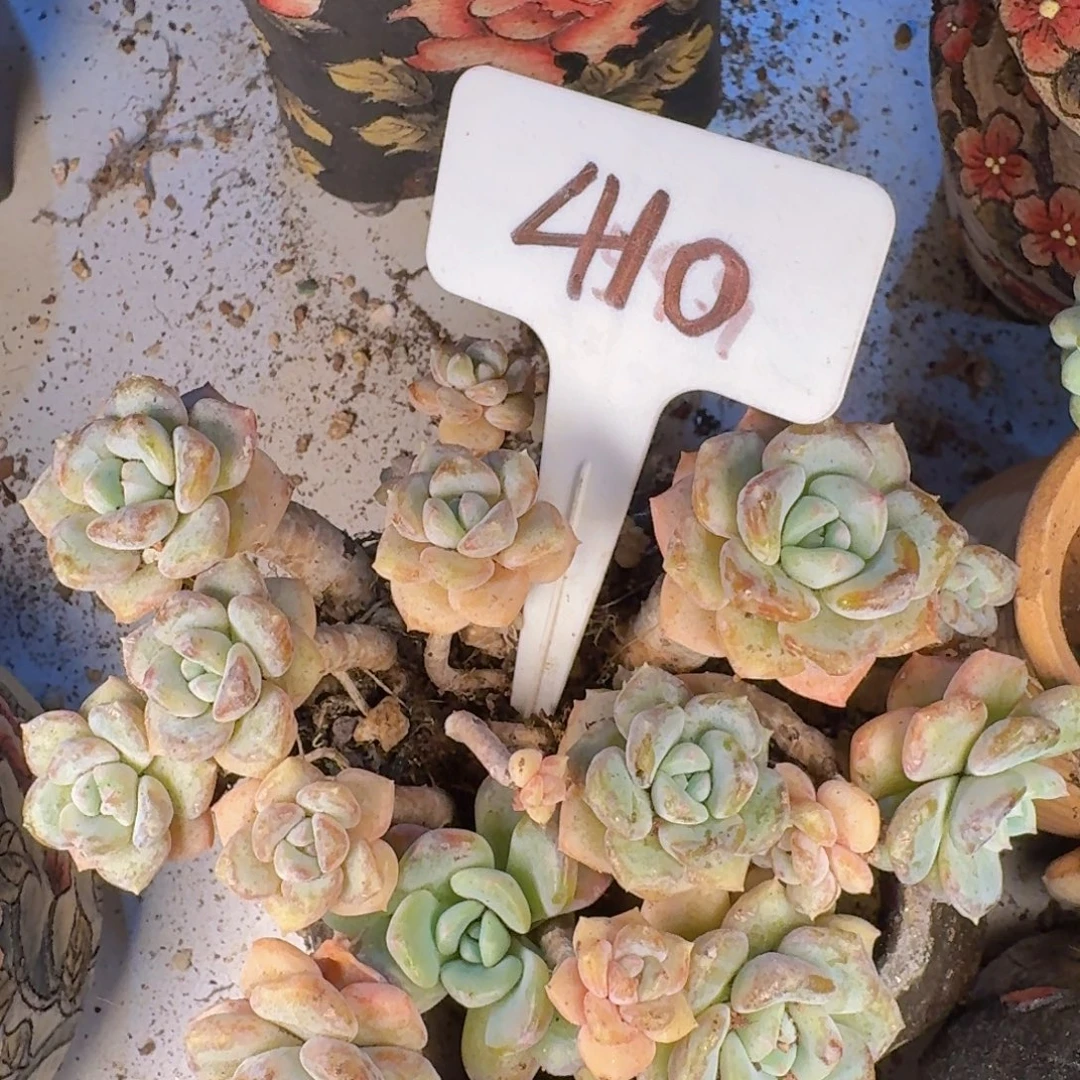 多肉植物的生长发育与