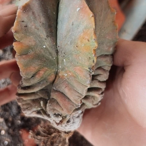 3486鸾凤玉处理处理