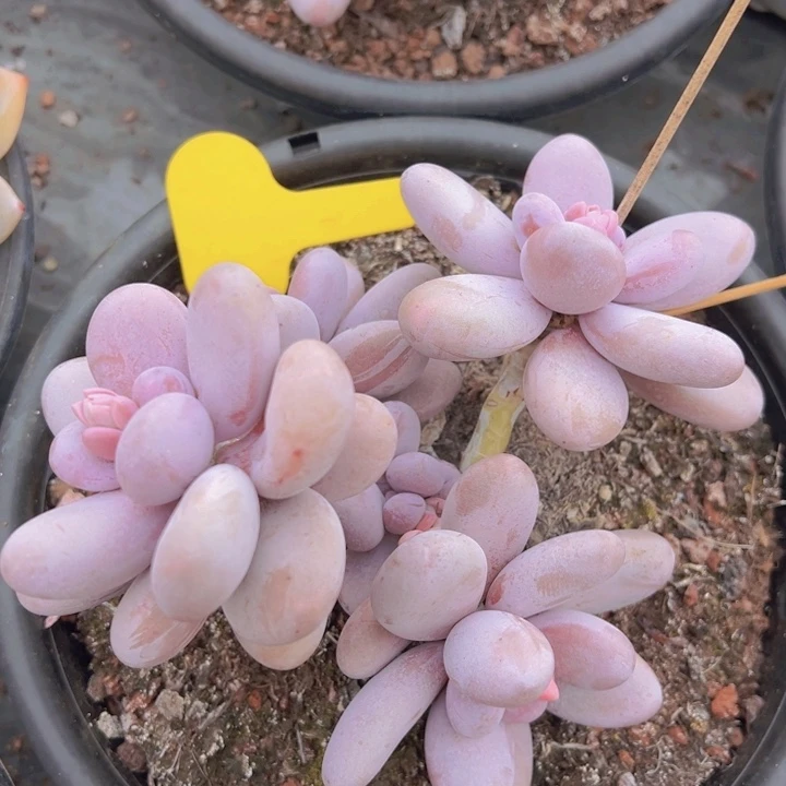 健健康康平平安安