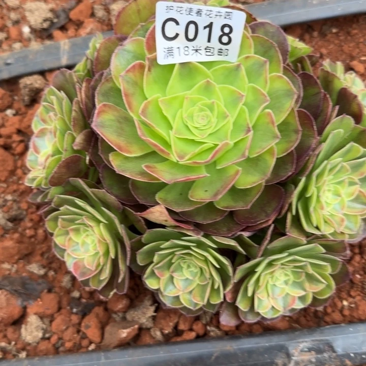 多肉 雨荷多肉法师植物