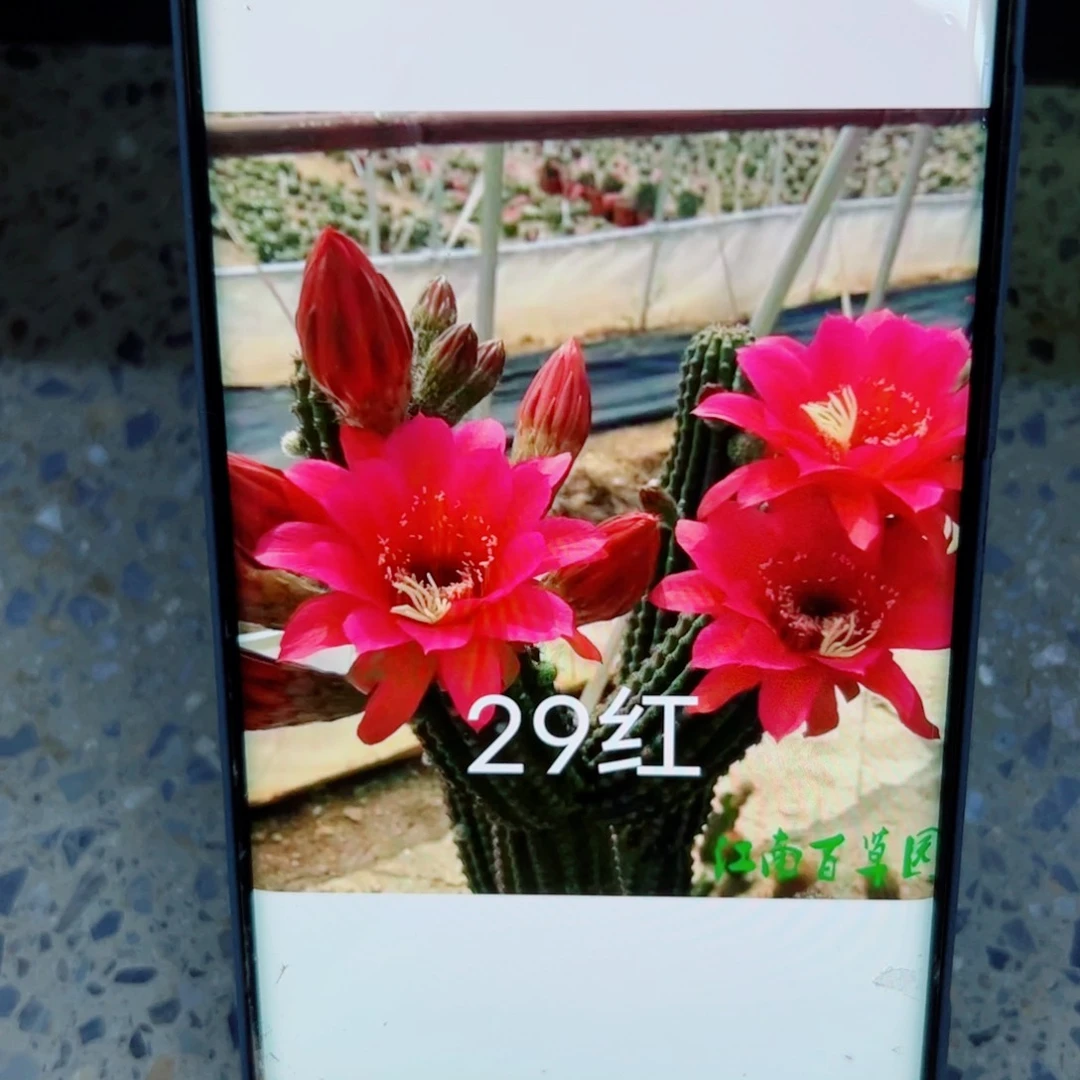 下31金妞29红歪无根侧芽5公分左右20包邮