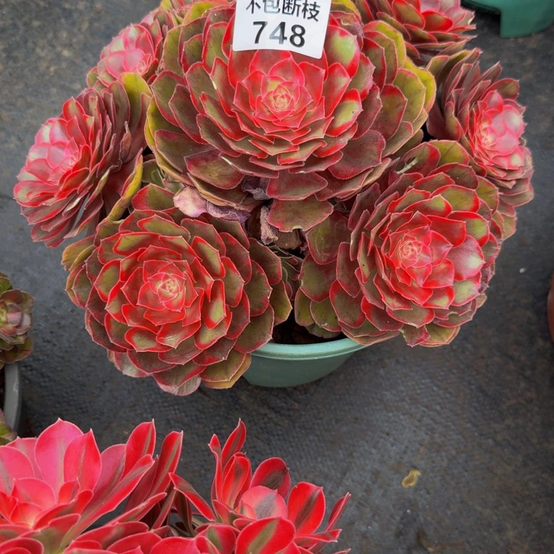 小***孃748多肉植物法师号
