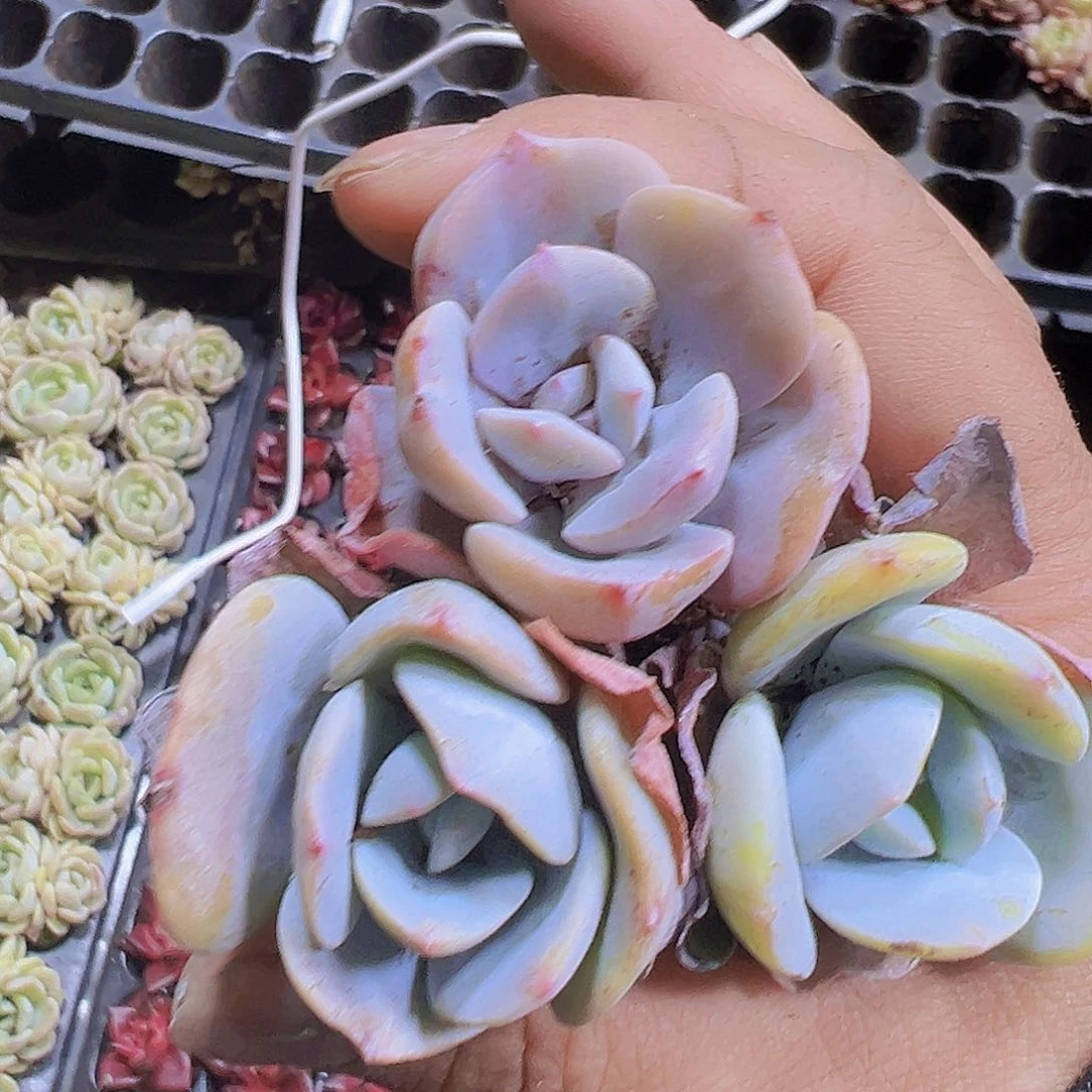 穴盘老奶茶3个19包邮