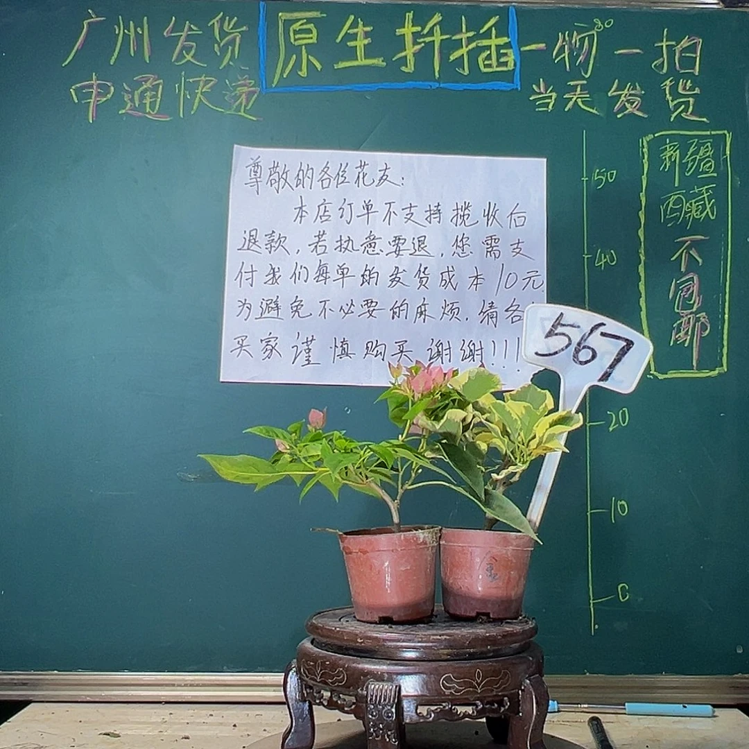 当前无花栽培后可以开花金边黄掌中宝 暗斑水晶567