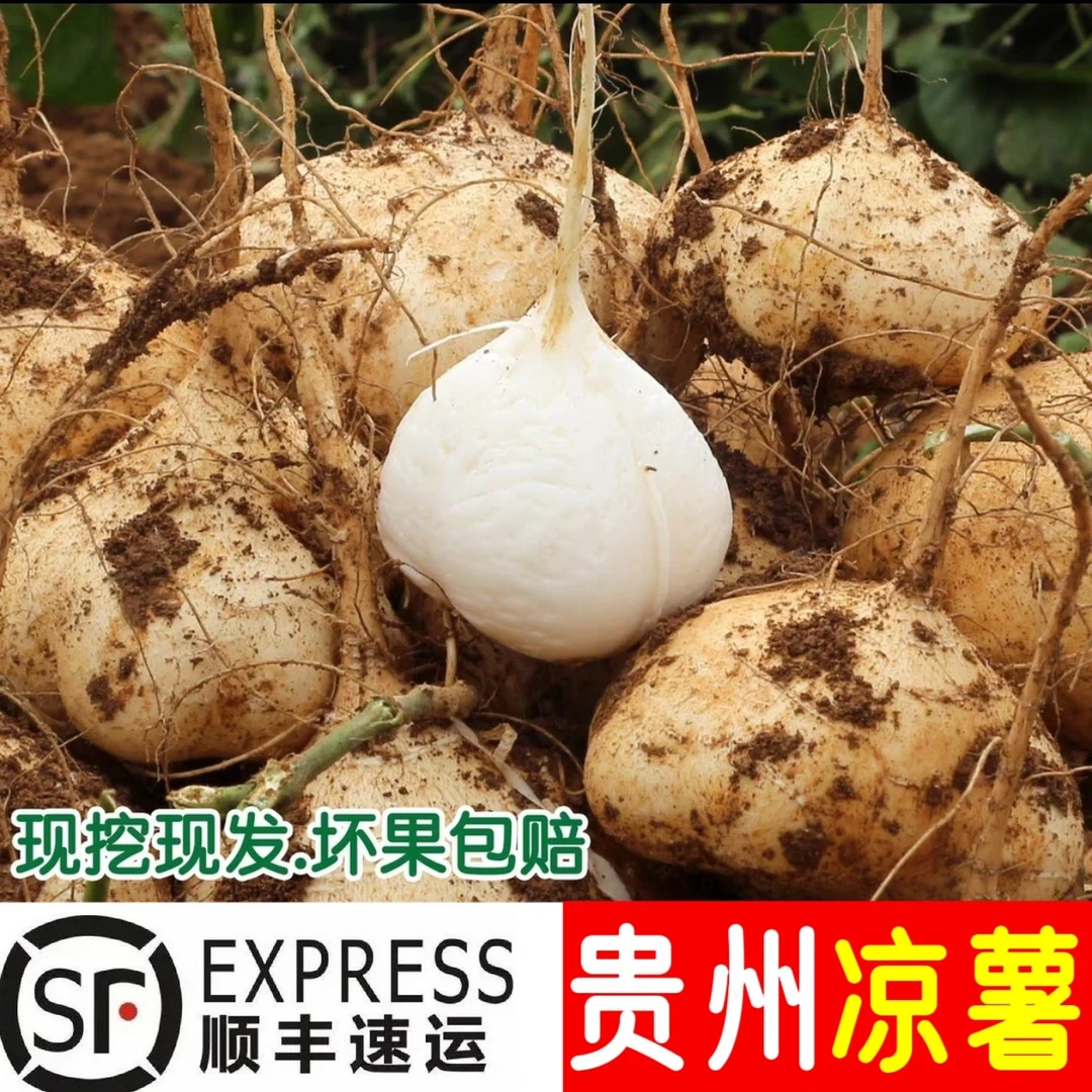 【顺丰包邮】贵州地萝卜新鲜凉薯地瓜土瓜豆薯沙葛地下雪梨