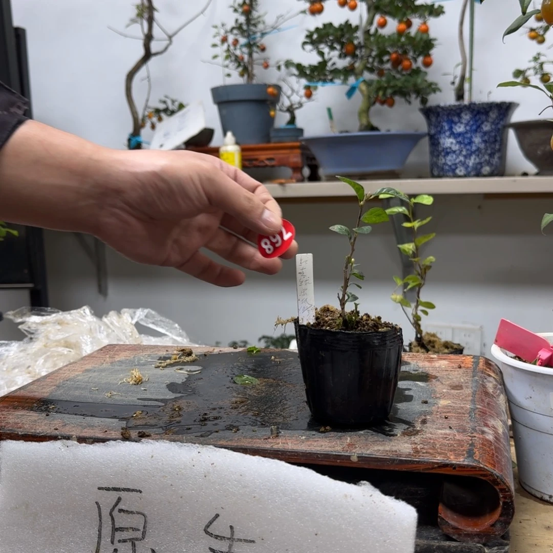 向***强无花朵768顺丰到付不包邮