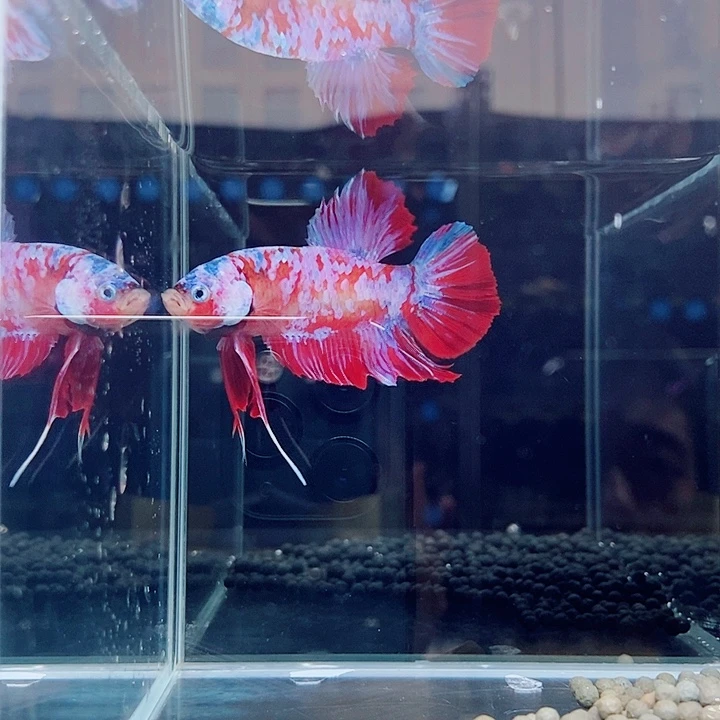 斗鱼黑163号巨斗将军