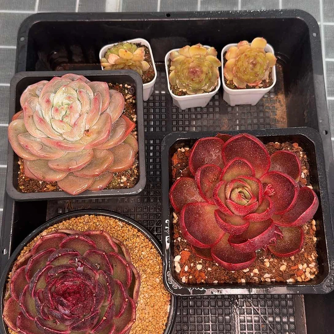 从前慢甄选多肉编号惊喜套餐/三颗白恋/梦雪/黑水晶/红灯