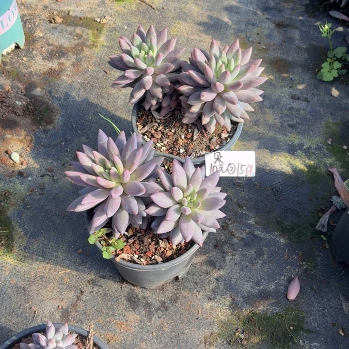 朵****多肉植物一物一拍满29元包邮夏景多肉基地