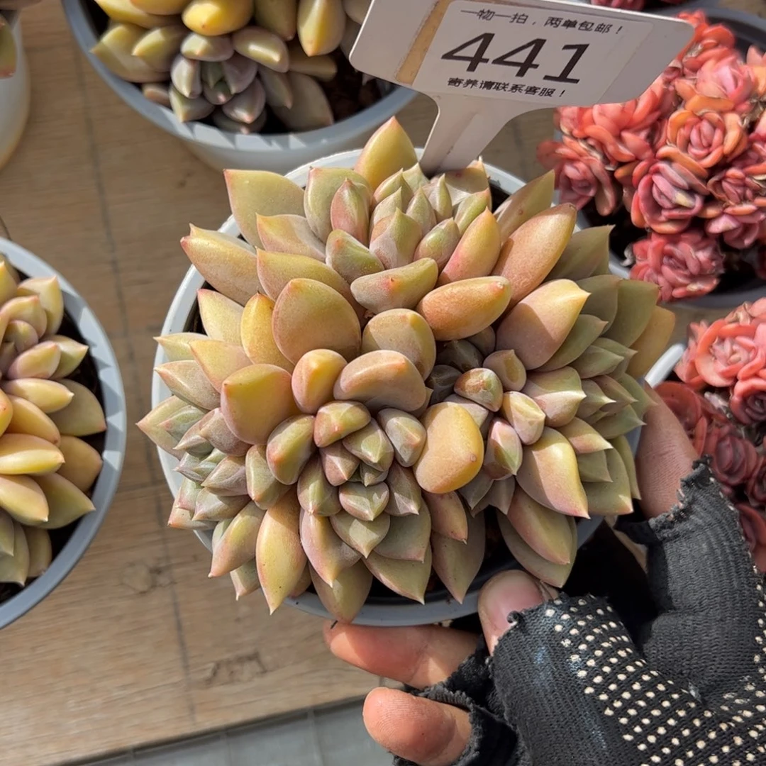 红陶反*序441号多肉植物