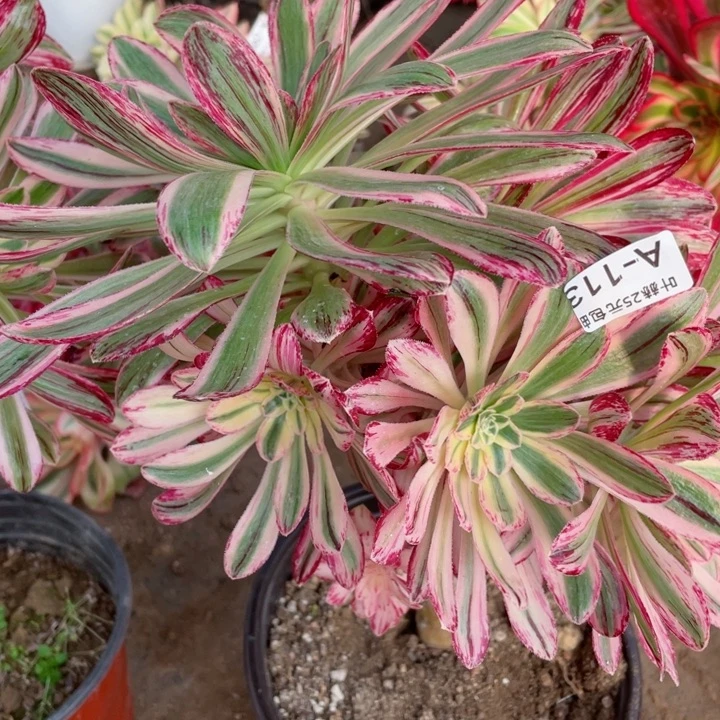 113围巾多肉，12345678