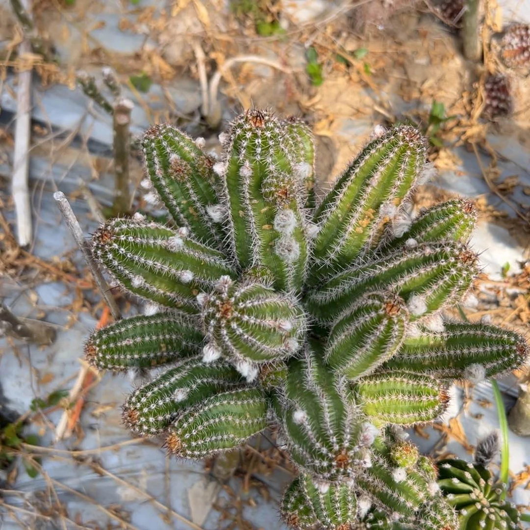 白檀仙人球白檀56
