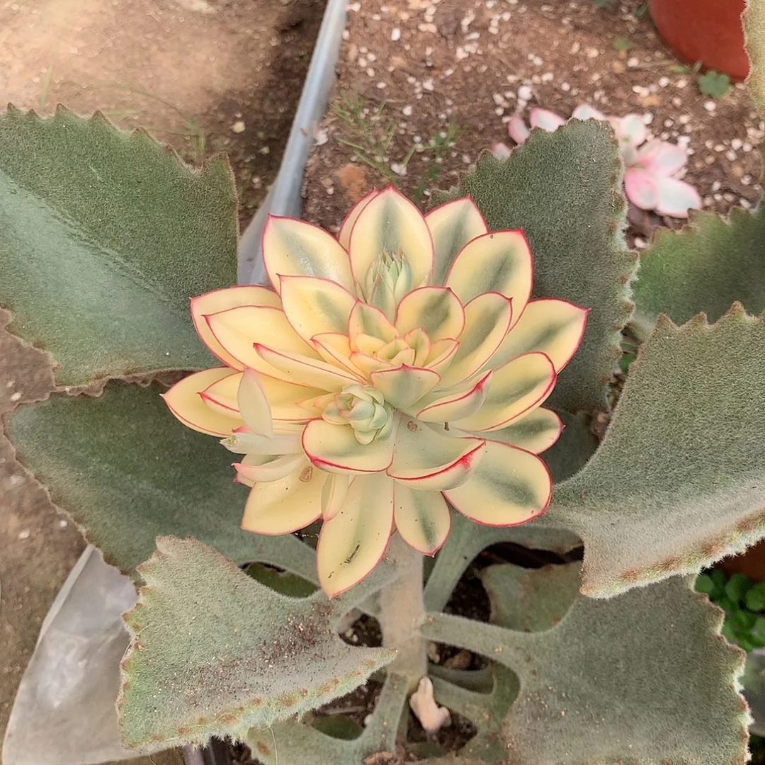 芸***@红花女王锦多肉植物老桩