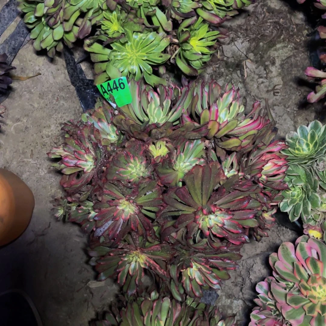 雪姬法师朵朵5-38