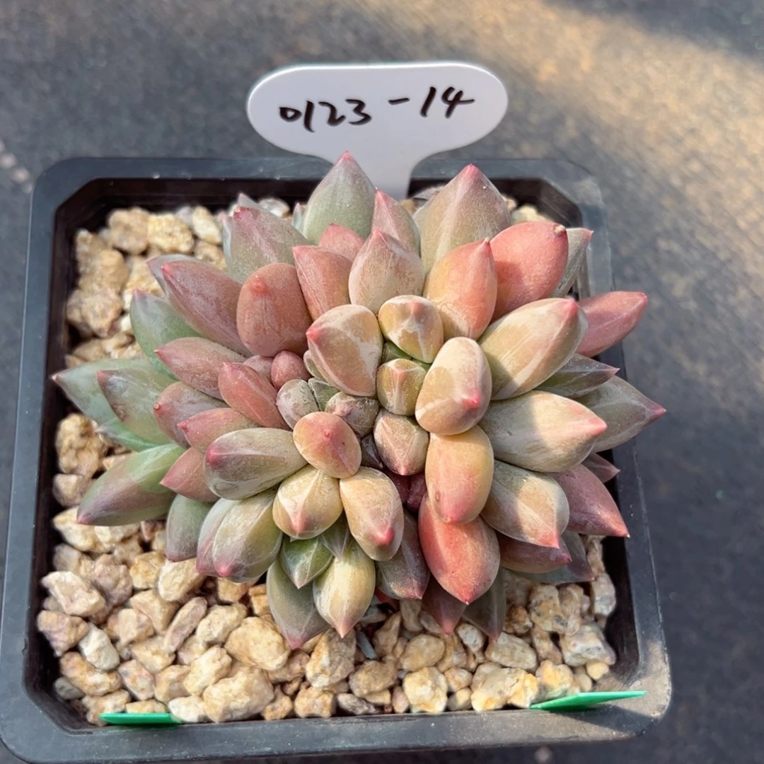 以*0123-14重楼多肉