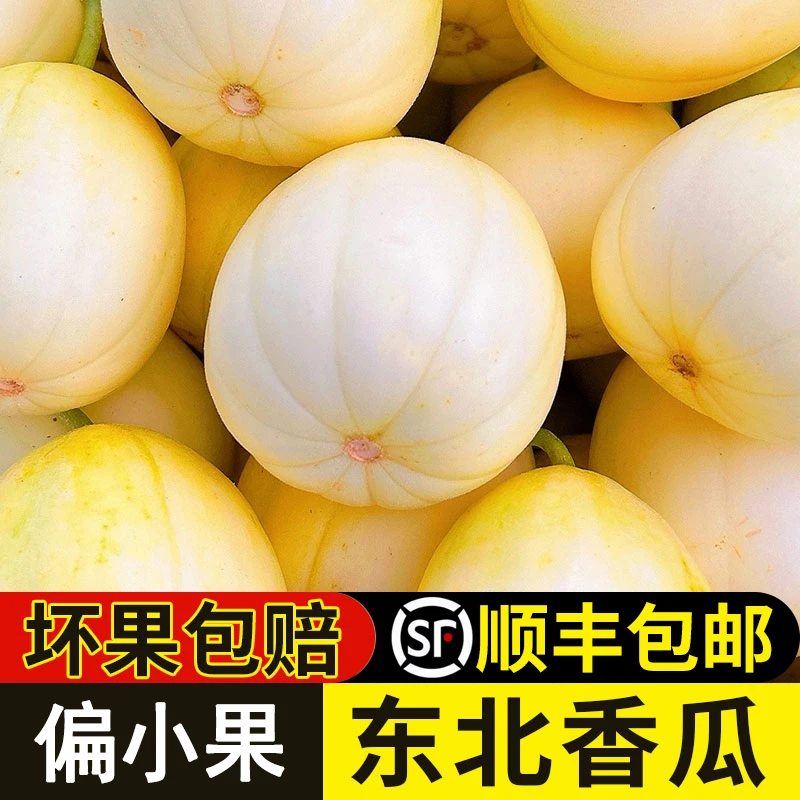 偏小果黑龙江香瓜新鲜孕妇水果现摘当季甜瓜5斤蜜瓜脆瓜 白糖罐