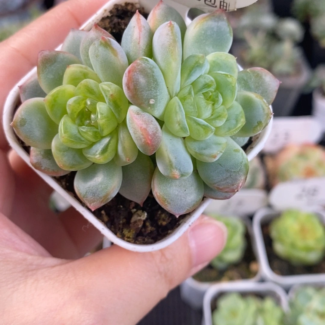 甜心双头冰透40号