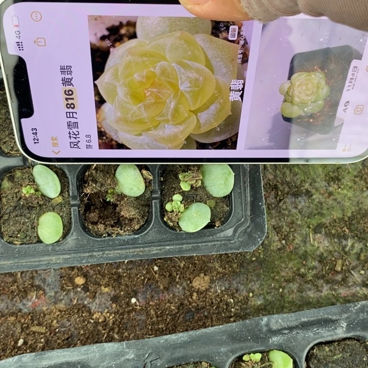黄翡816芽苗一个多肉