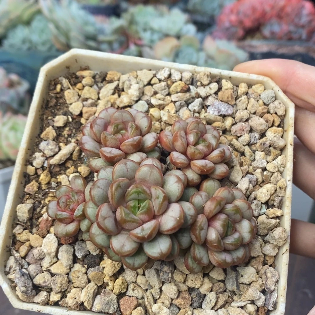 葡萄一物一拍清棚