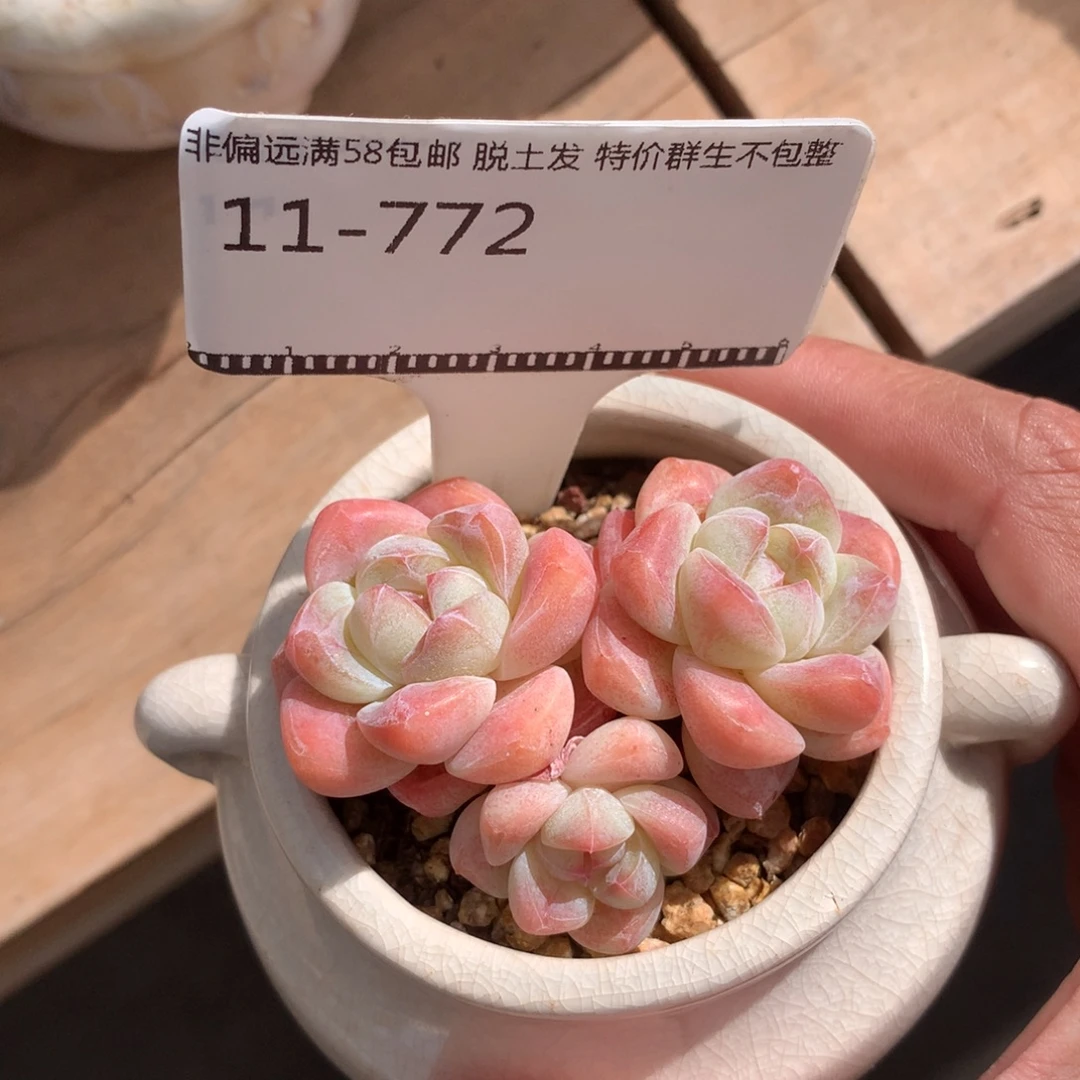冰玉老桩自然群58包邮不包整