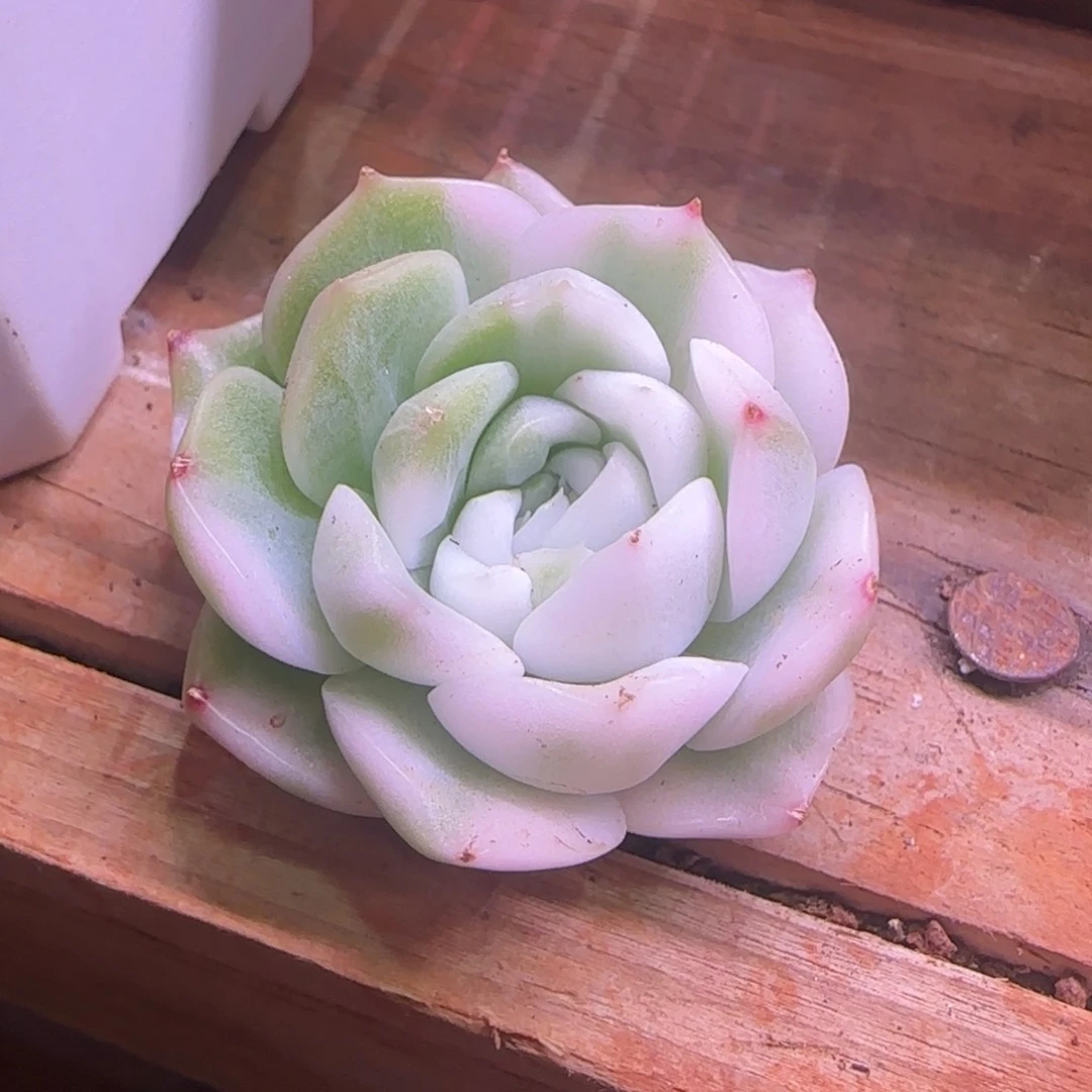 绮绮 多肉植物锦