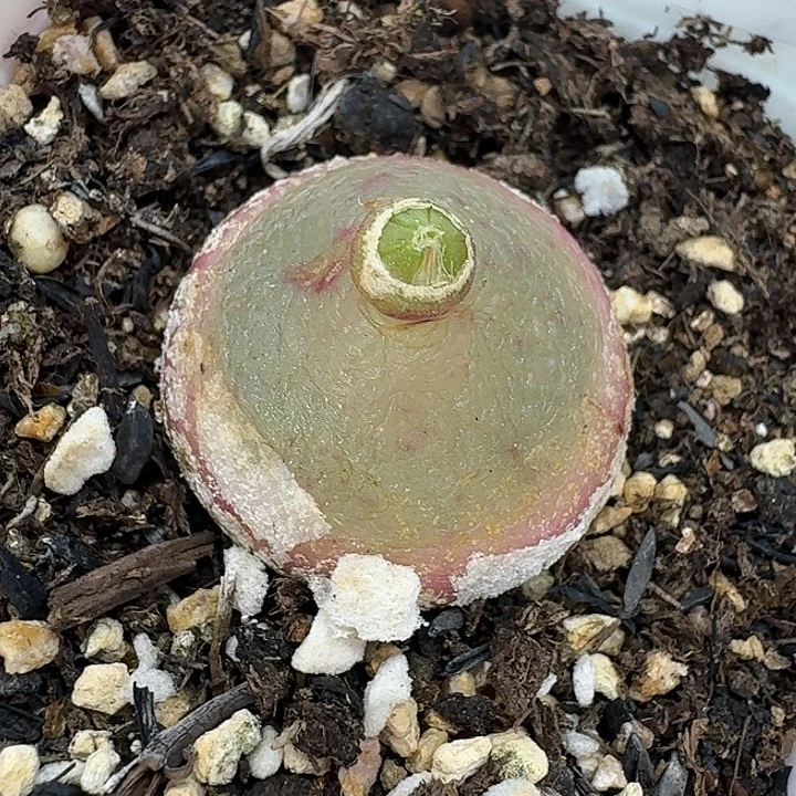老马生石花2.5灯泡2849