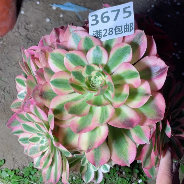 3675一号棚女巫多肉