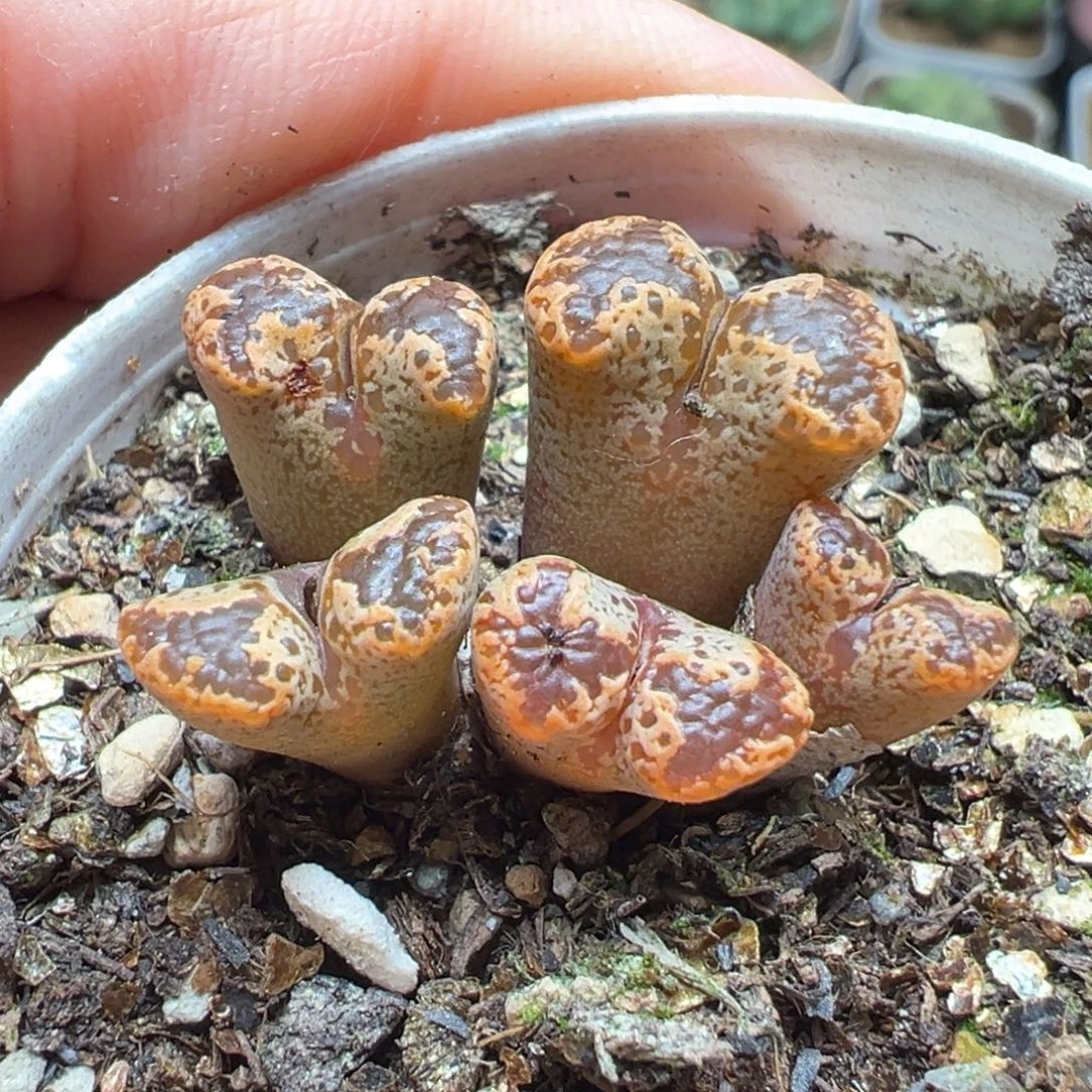 多肉植物百科3949