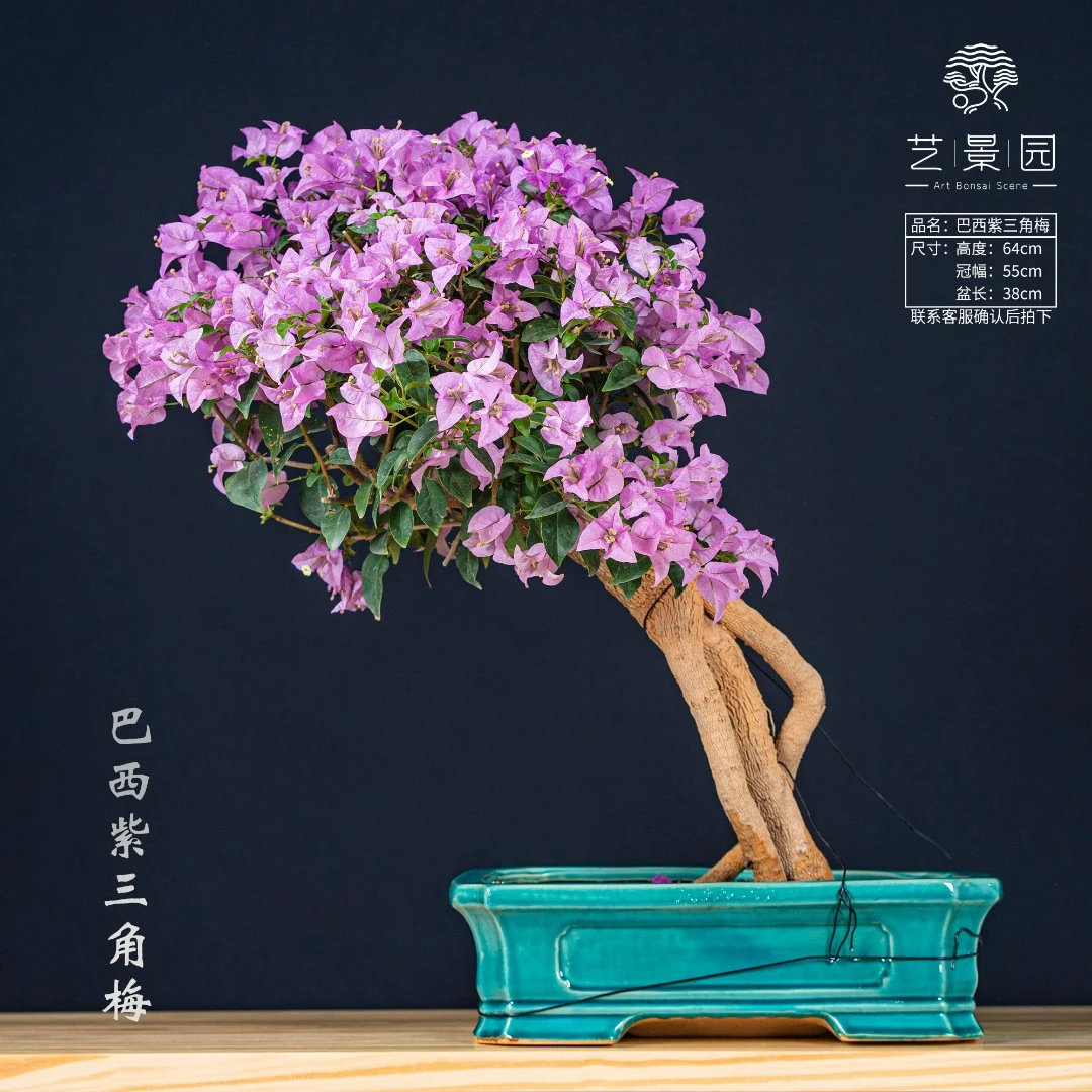 【好朋友三角梅】通用链接一物一拍 以直播间截图为准（880）