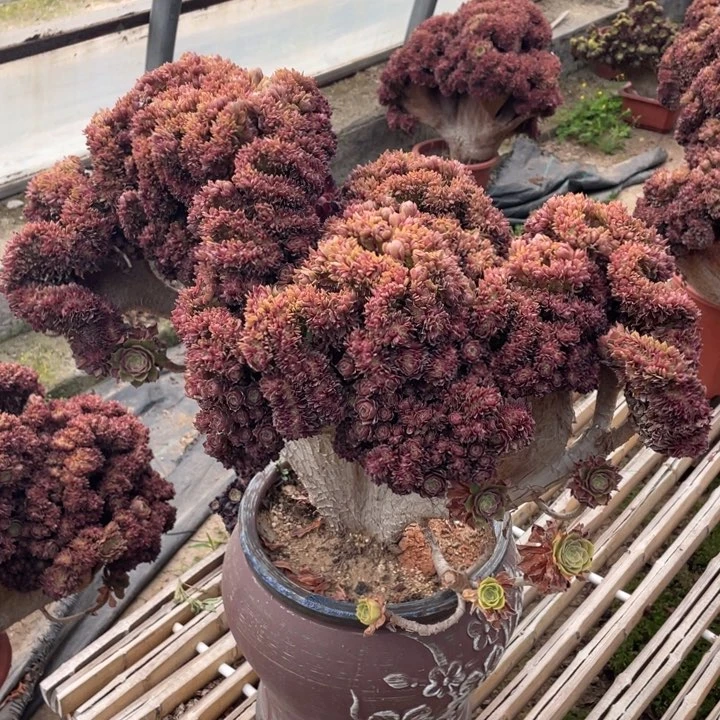 法师老桩缀化万圣节