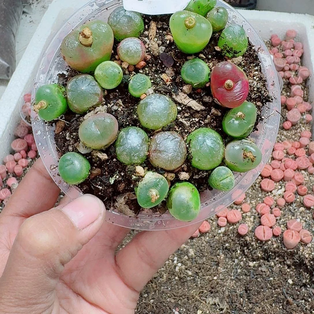 29多肉植物多肉植物