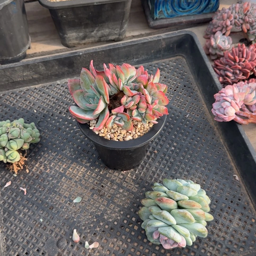 恭喜发财恭喜发财