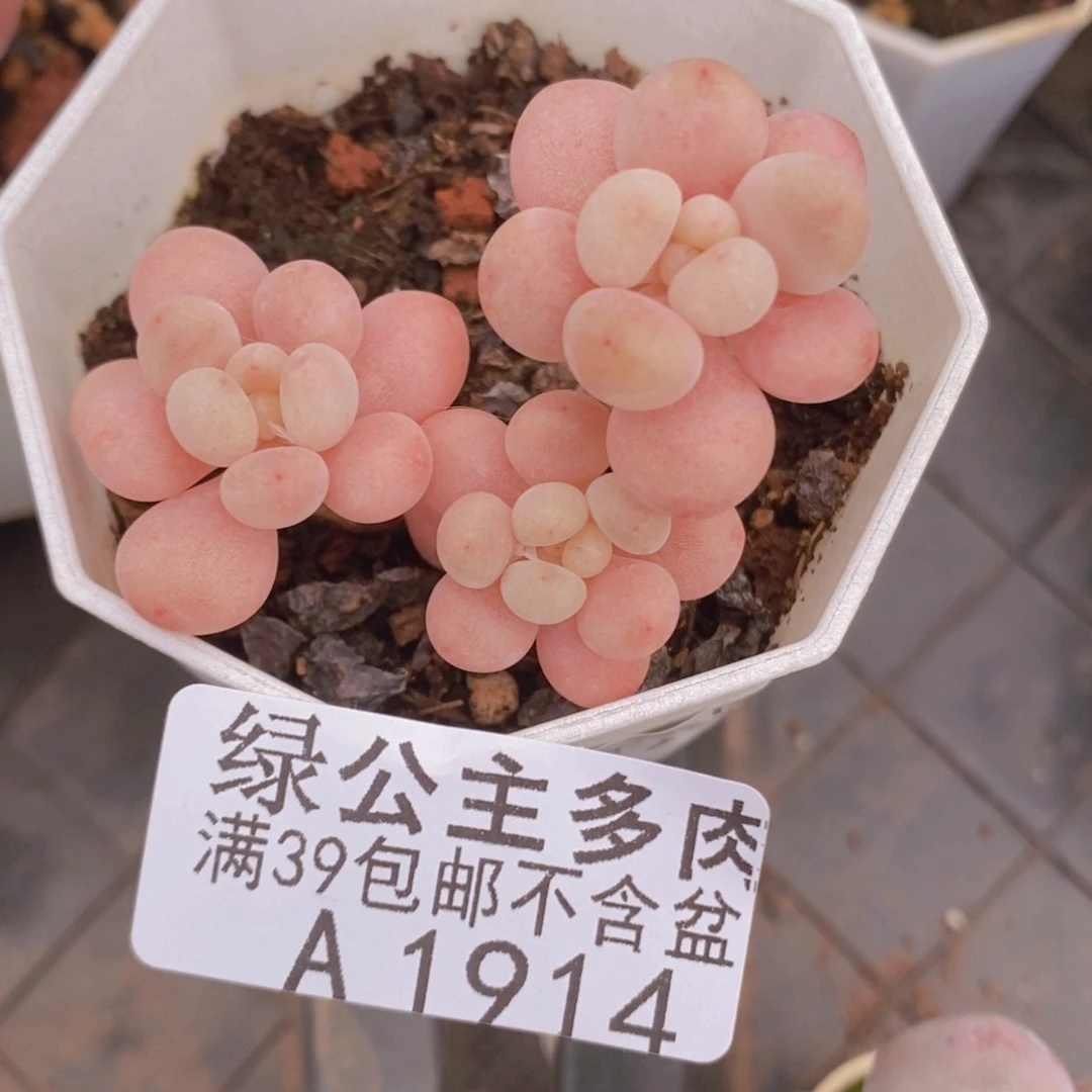 鱼子酱5cm1914多肉植物