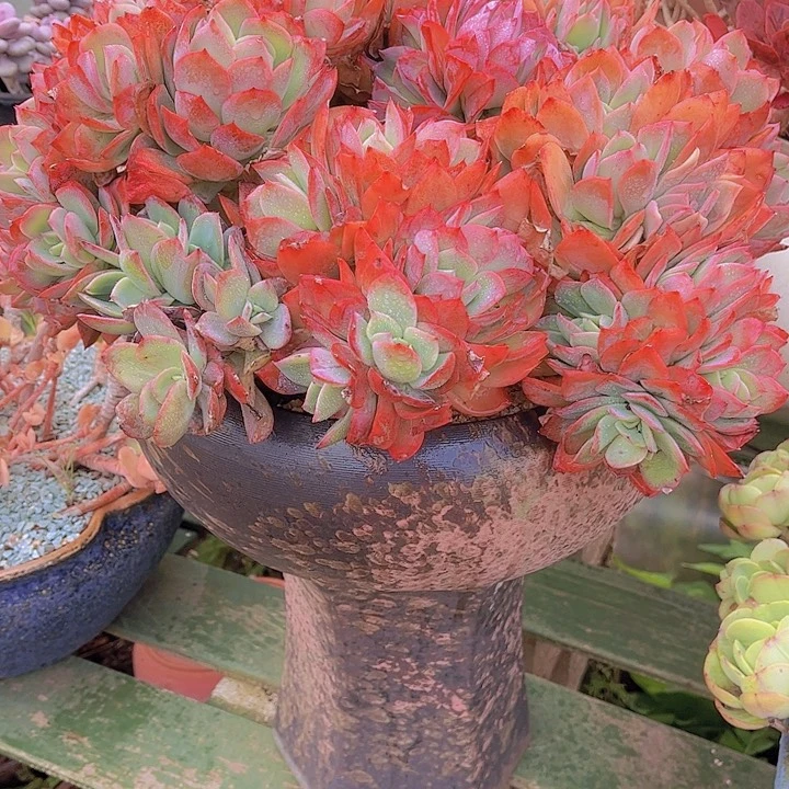 火*鸟多肉植物保护8888888888