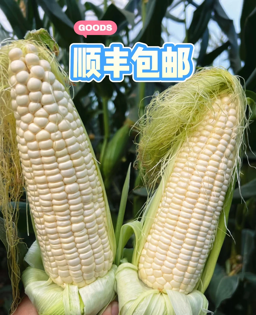 新鲜采摘甜嫩爆汁白玉米清甜可口软糯香甜
