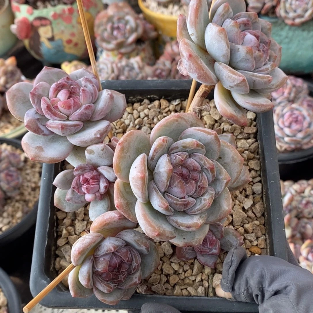 七头飘枝大长腿